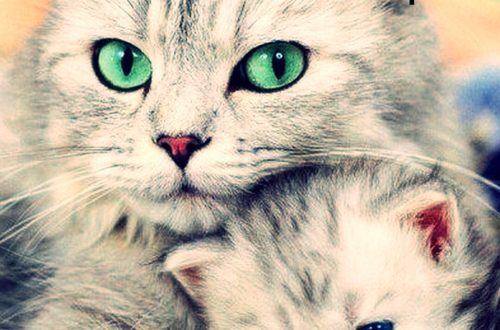 « L’amour n’a pas de fin heureuse parce que le véritable amour ne se termine pas. »